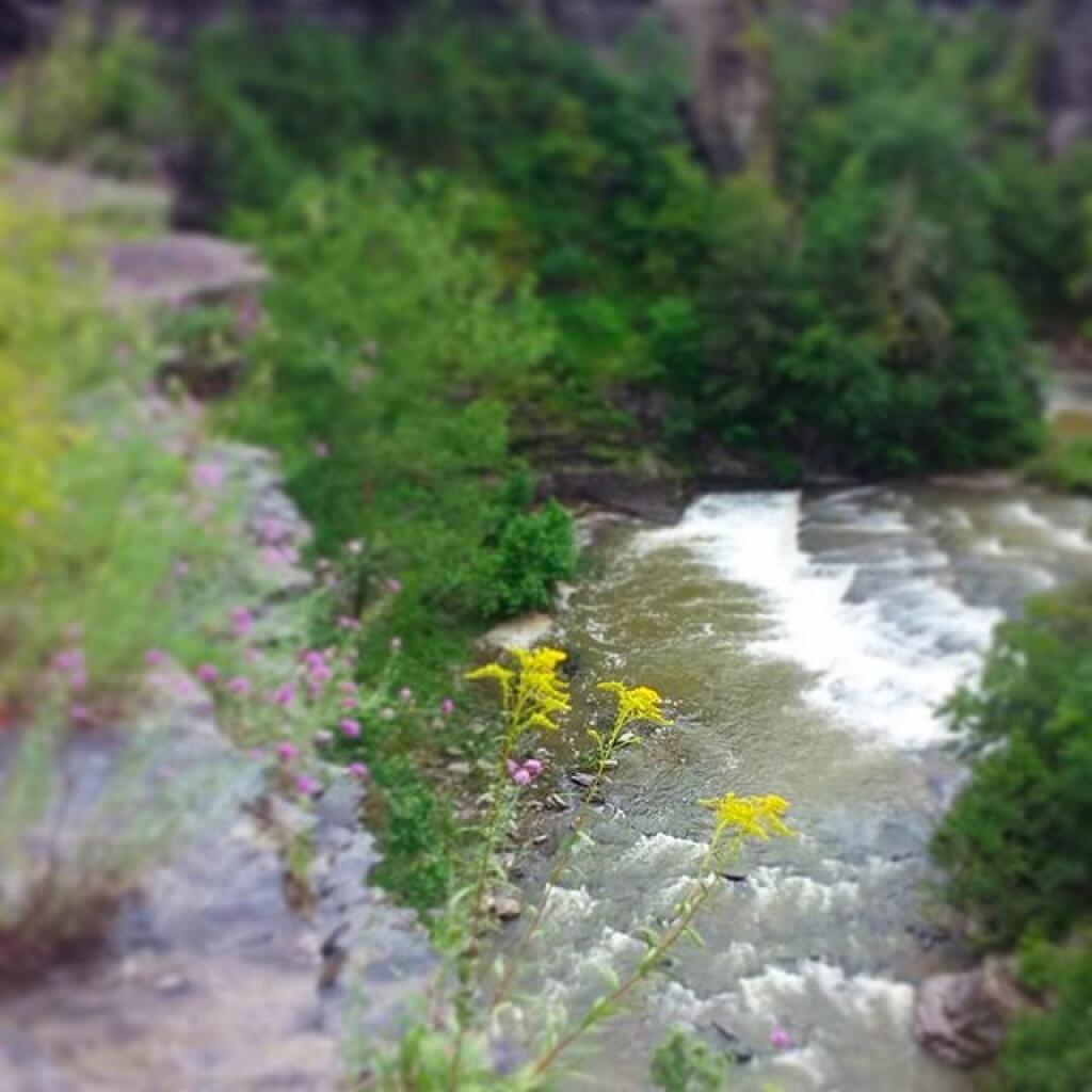Photo: Golden Rod Photo: Golden Rod