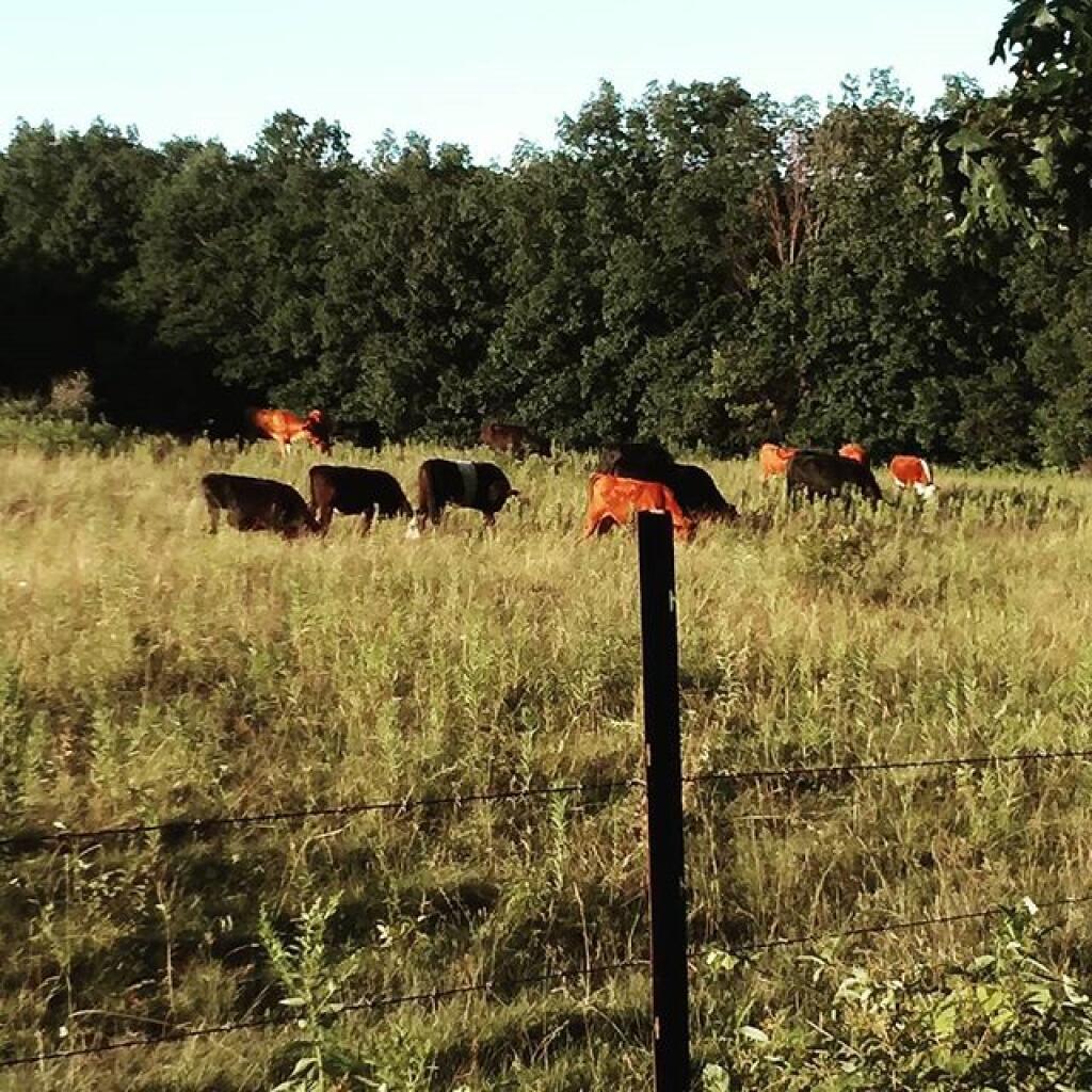 Photo: At the Finger Lakes NF you can watch cows graze from camp
