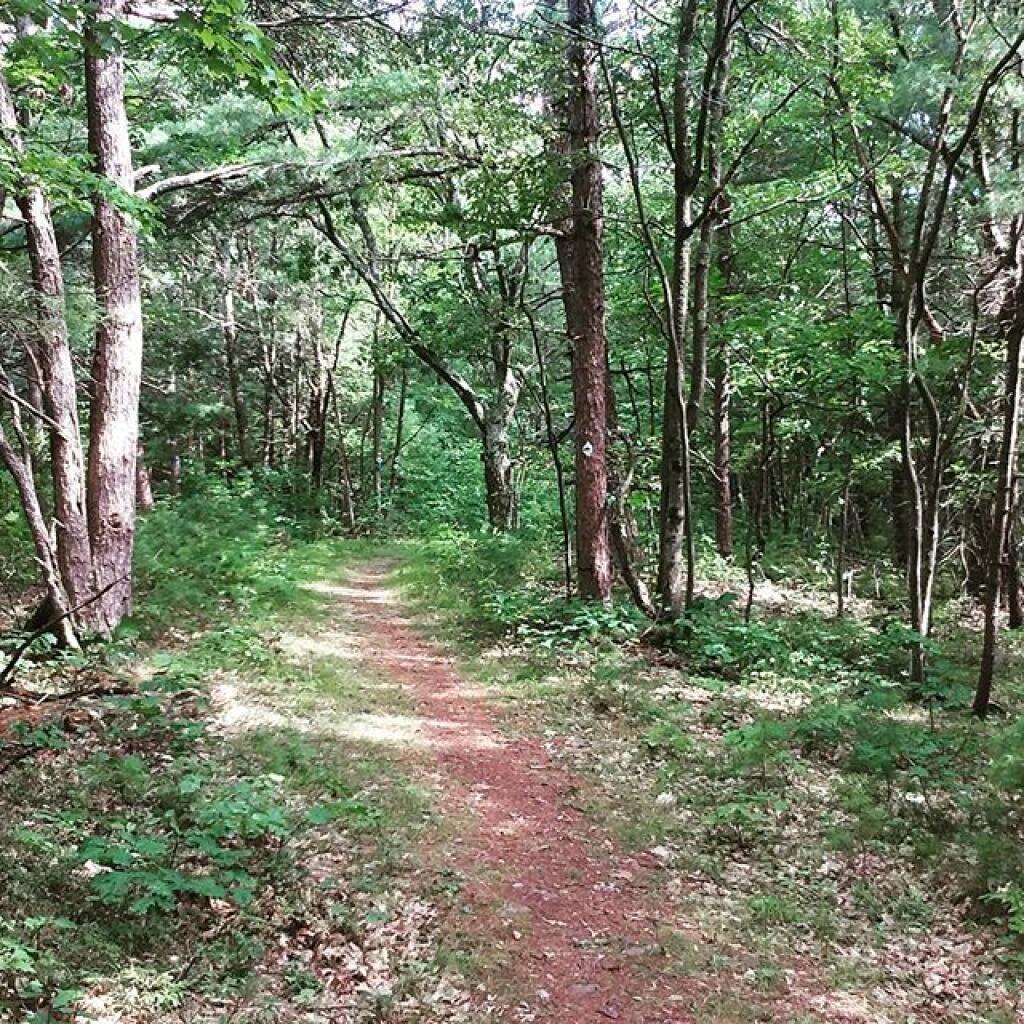 Photo: White Trail