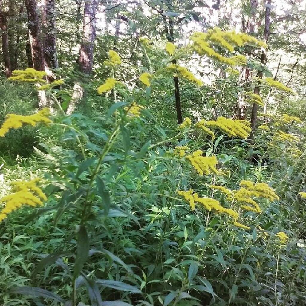 Photo: Golden Rod