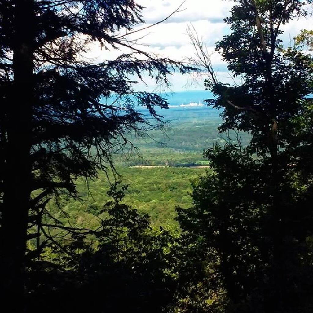 Photo: Albany through the trees Photo: Albany through the trees