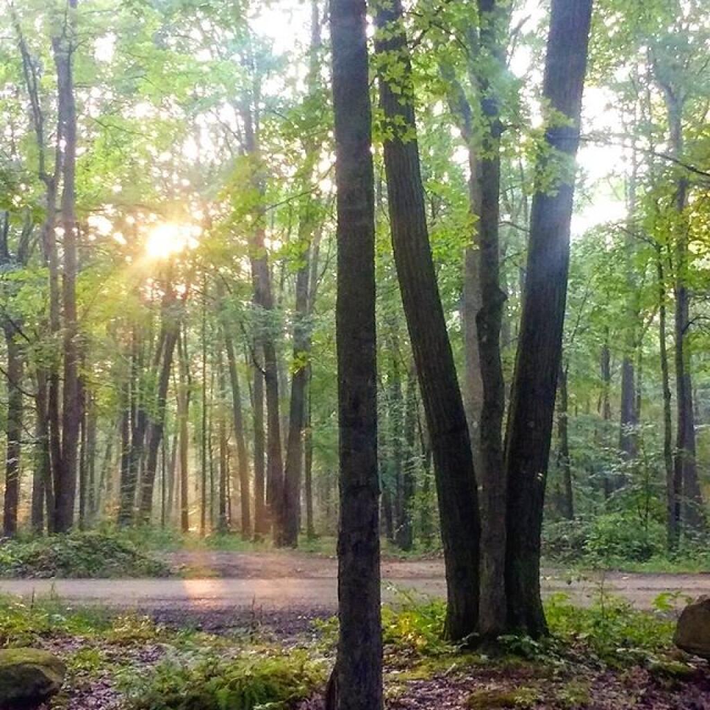 Photo: Good morning from the Allegheny Wilds