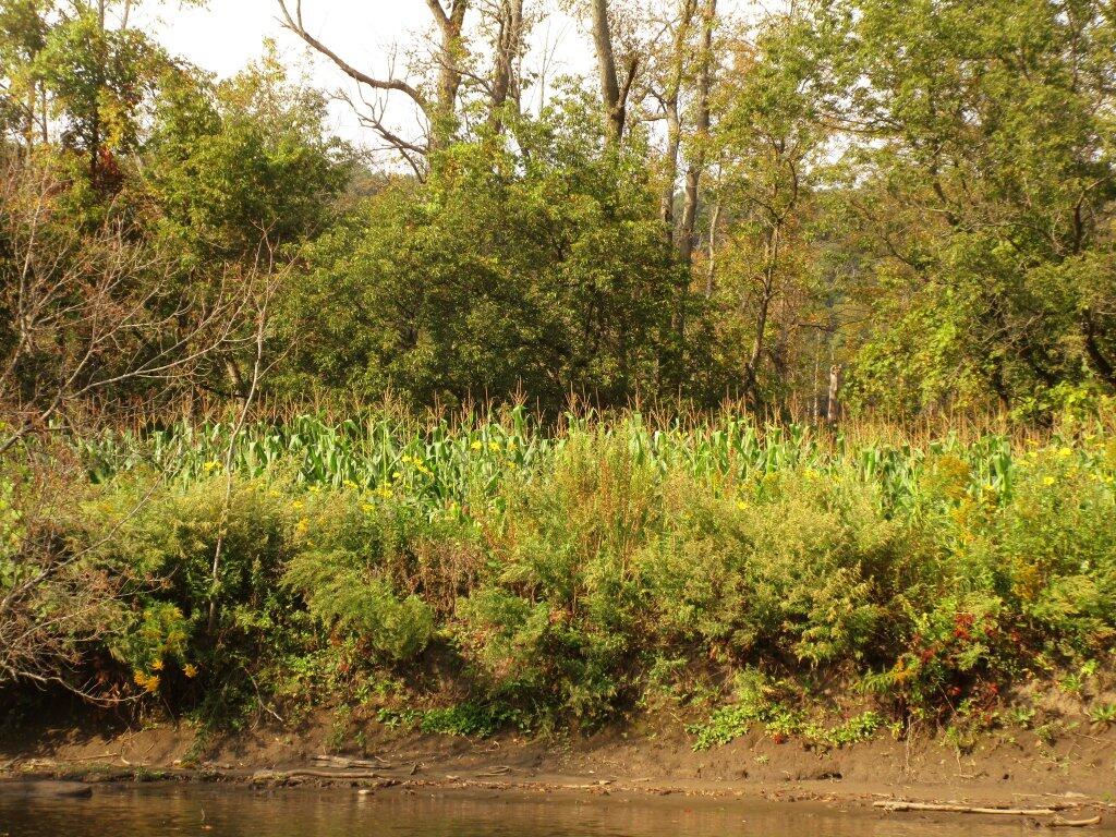 Photo: Corn Planted Along The River