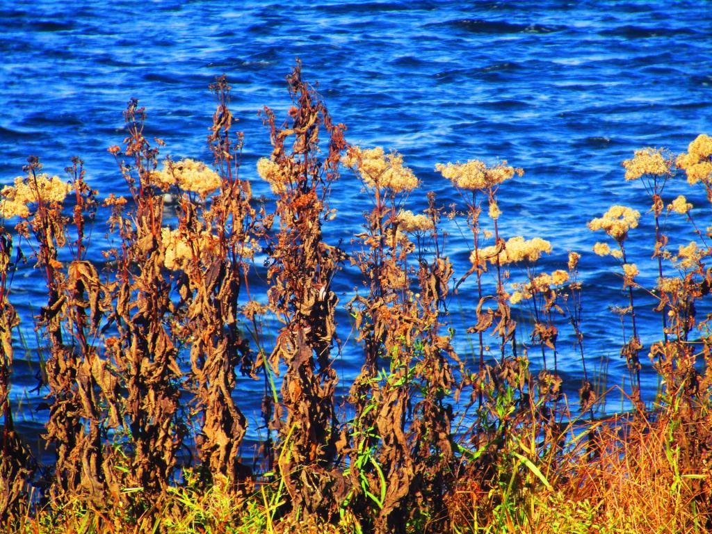 Photo: Expired Golden Rod Photo: Expired Golden Rod