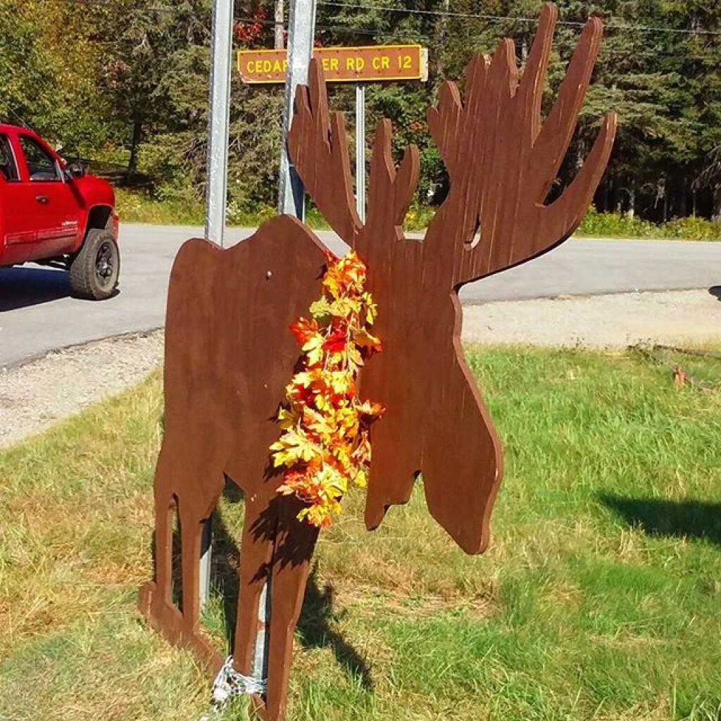 Photo: Moose Photo: Moose