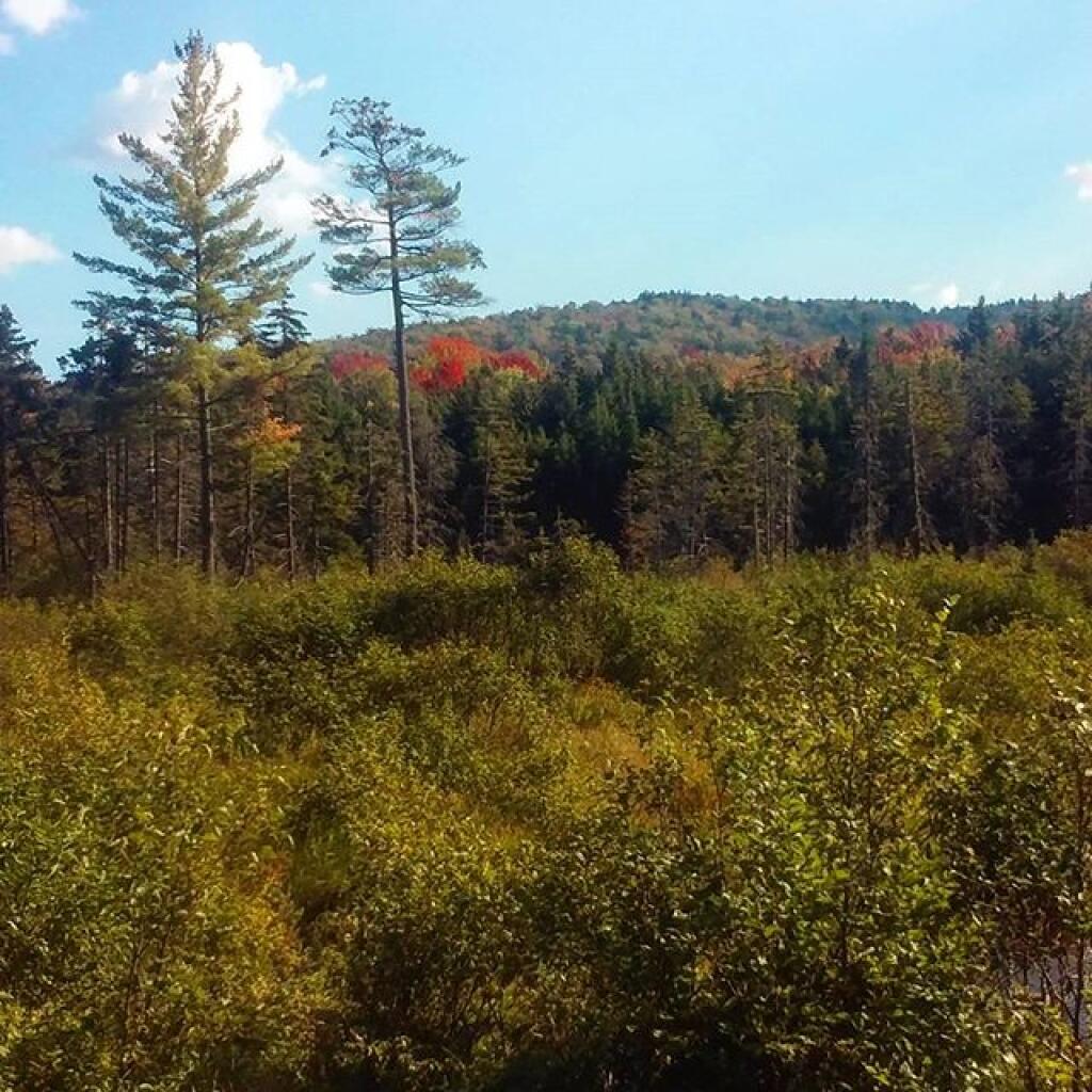 Photo: Wetlands Along Indian Lake Road