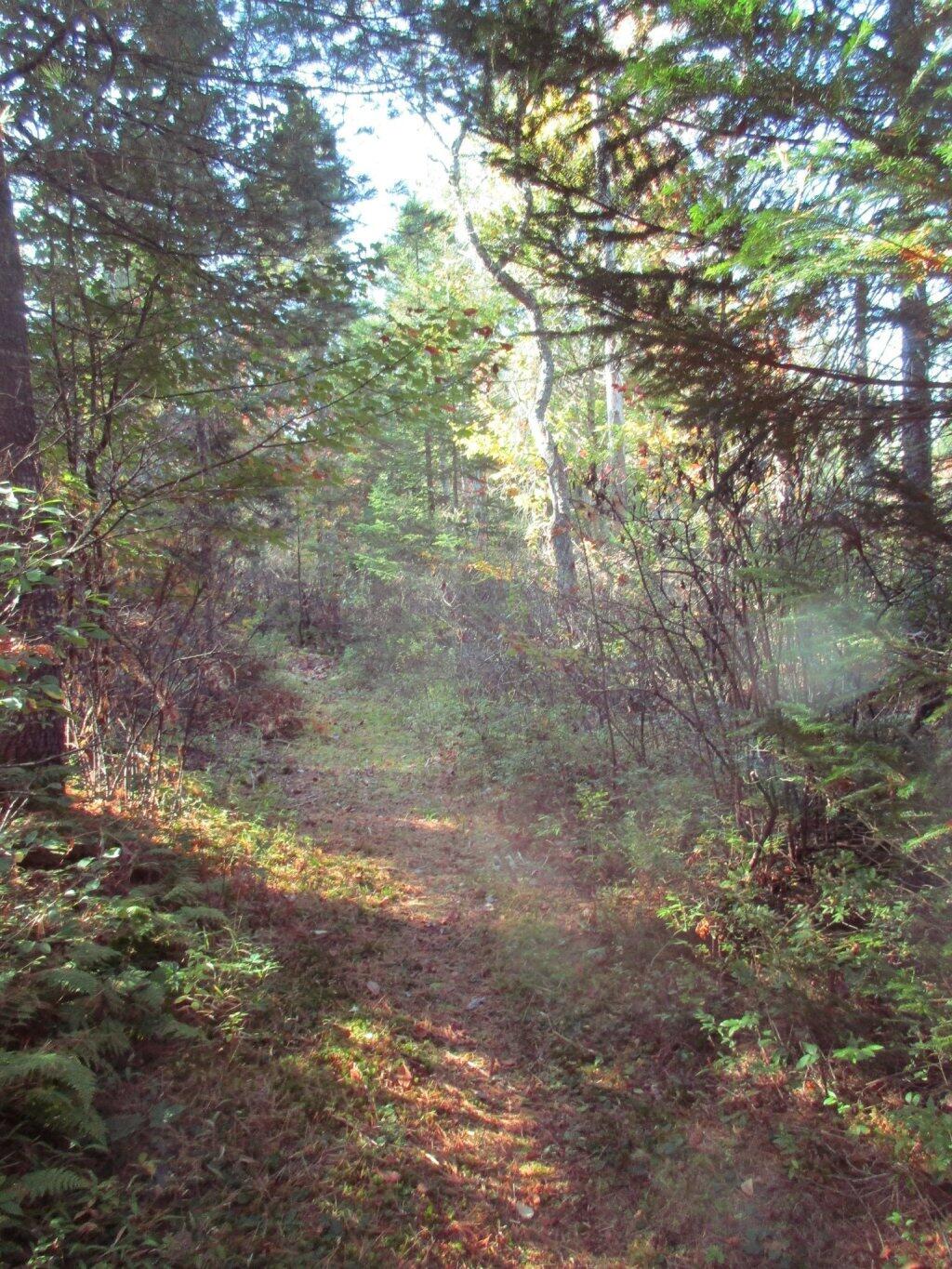 Photo: Path To The Moose River