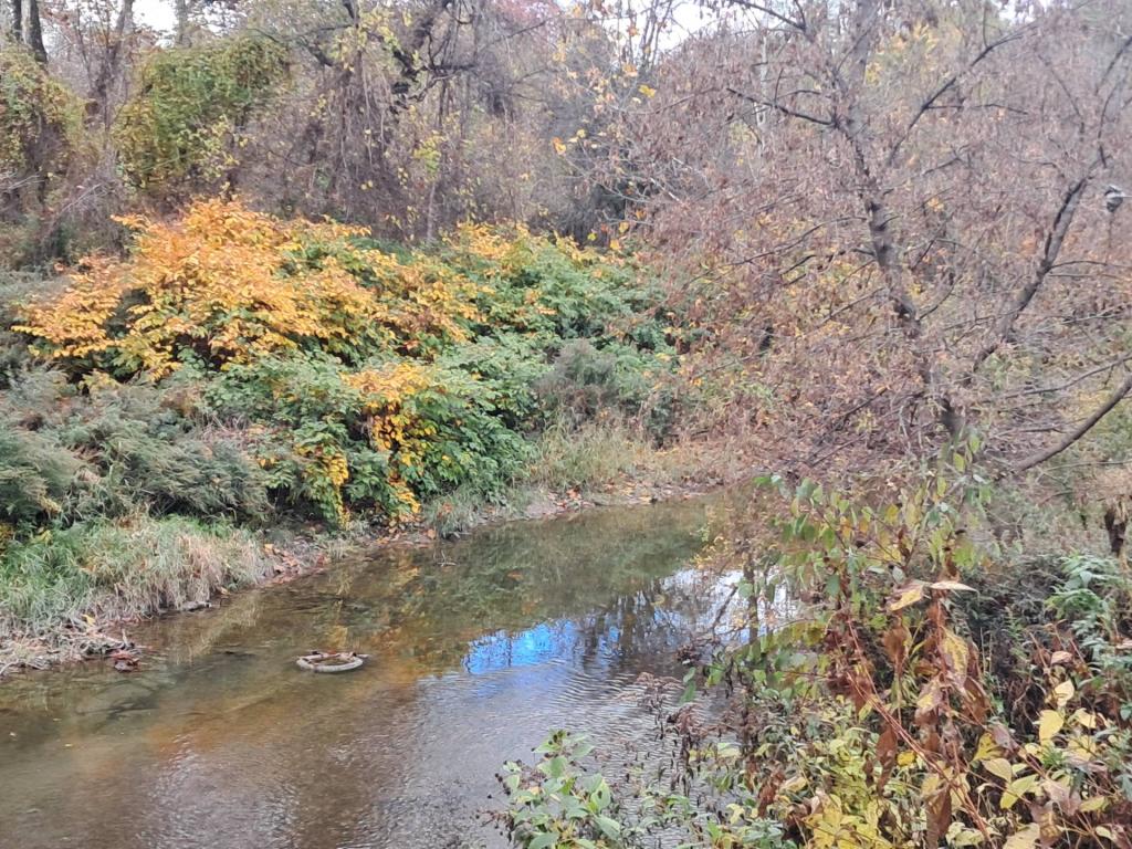 Photo: Tire in the low Coeymans Creek Photo: Tire in the low Coeymans Creek
