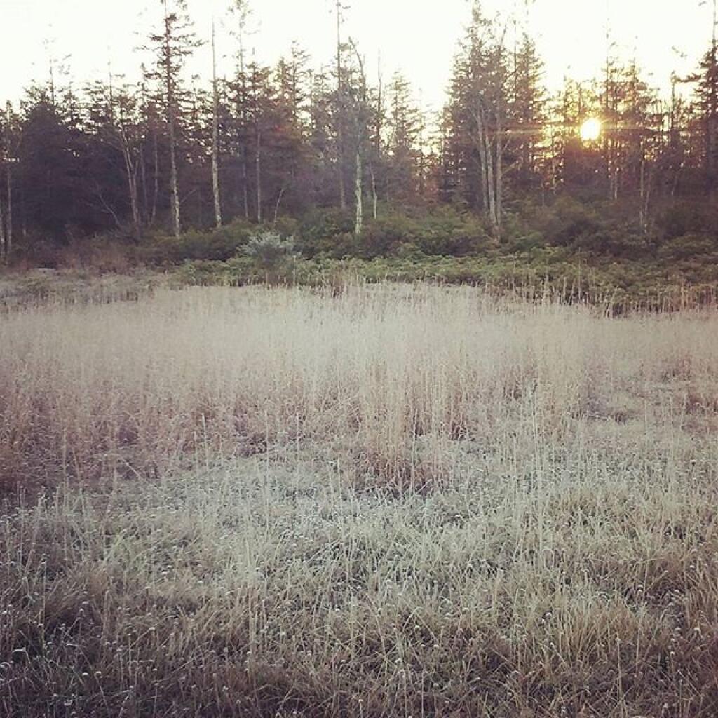 Photo: Heavy frost Photo: Heavy frost