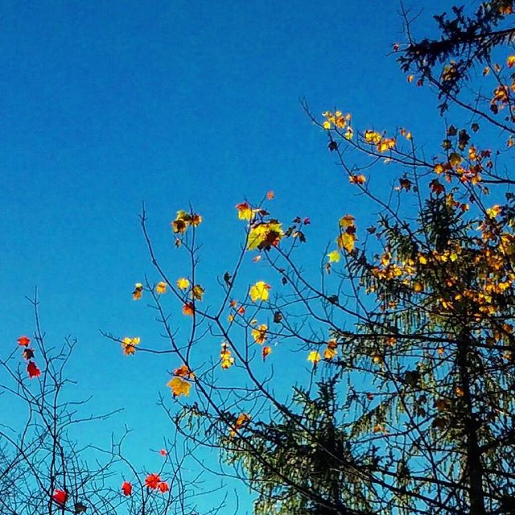 Photo: Leaves Photo: Leaves