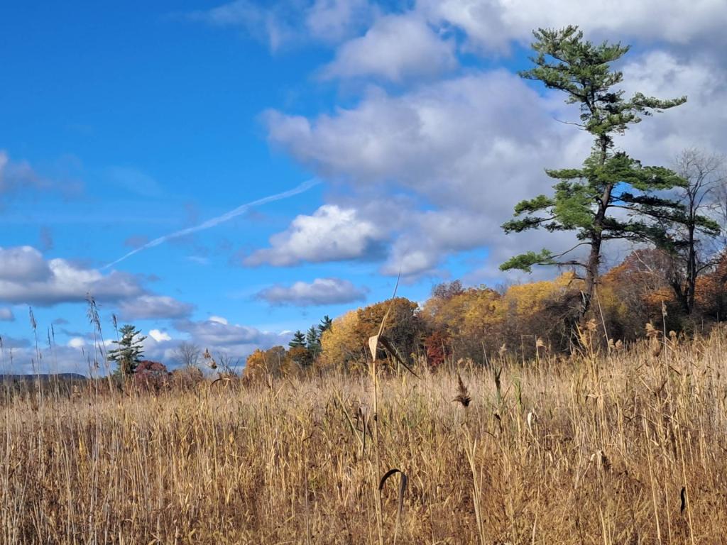 Photo: White Pine