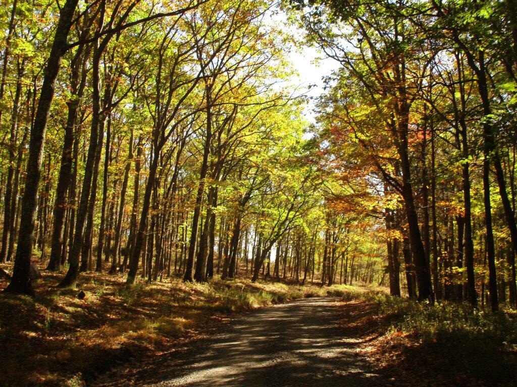 Photo: Break For Brakes Heading Down Dolly Sods Road