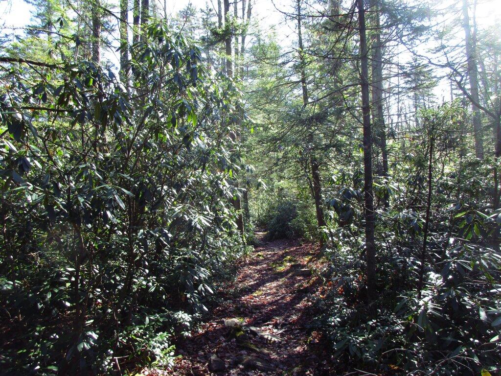 Photo: Mountain Laurel Grows Dense In WV Photo: Mountain Laurel Grows Dense In WV