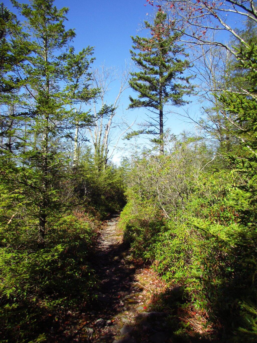 Photo: Trail On Cannan Heights Photo: Trail On Cannan Heights