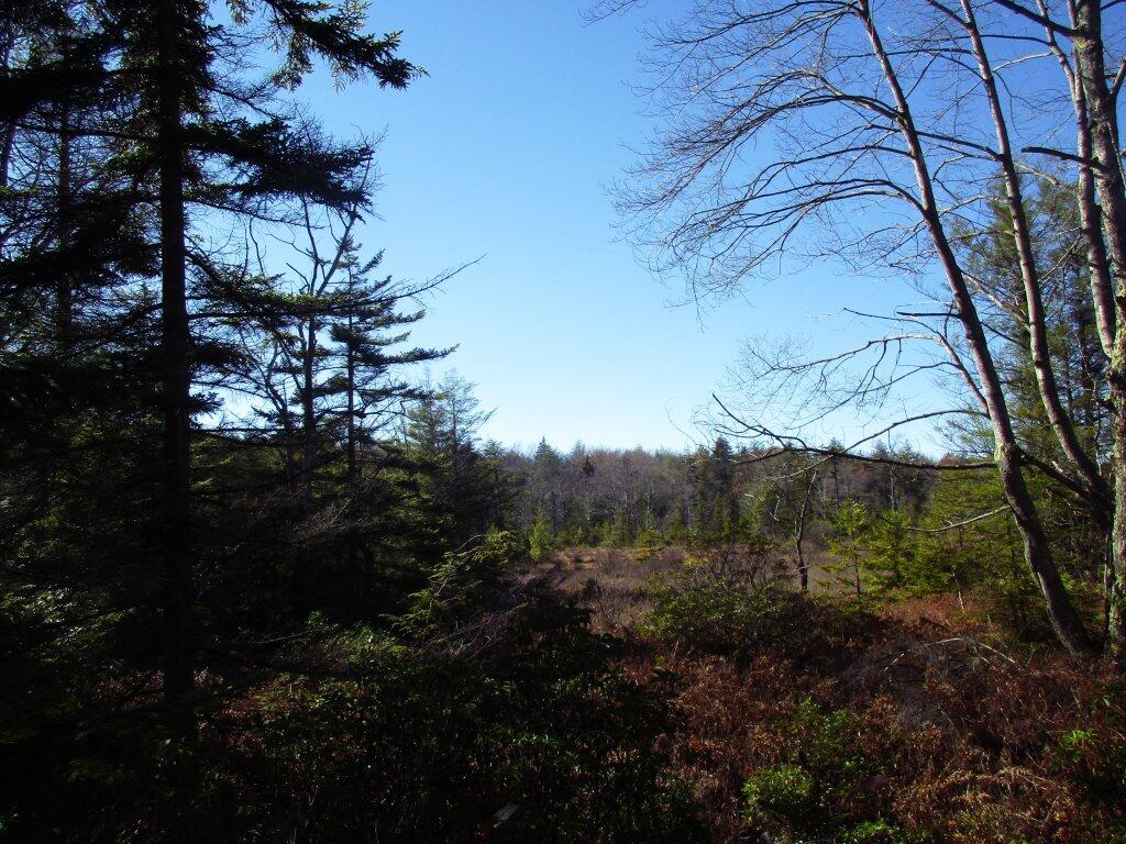 Photo: Wetlands Photo: Wetlands