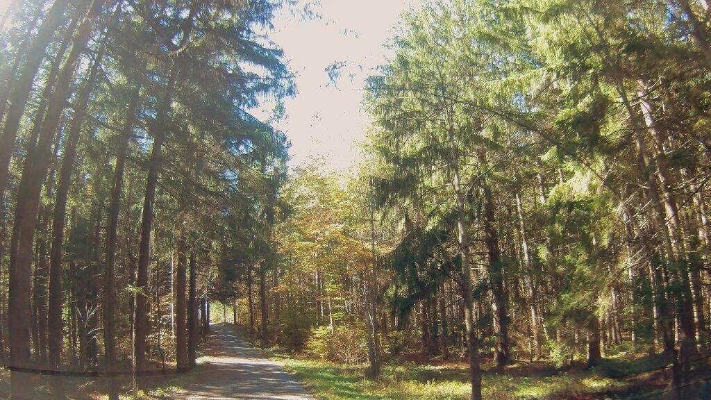 Photo: White Pine Photo: White Pine