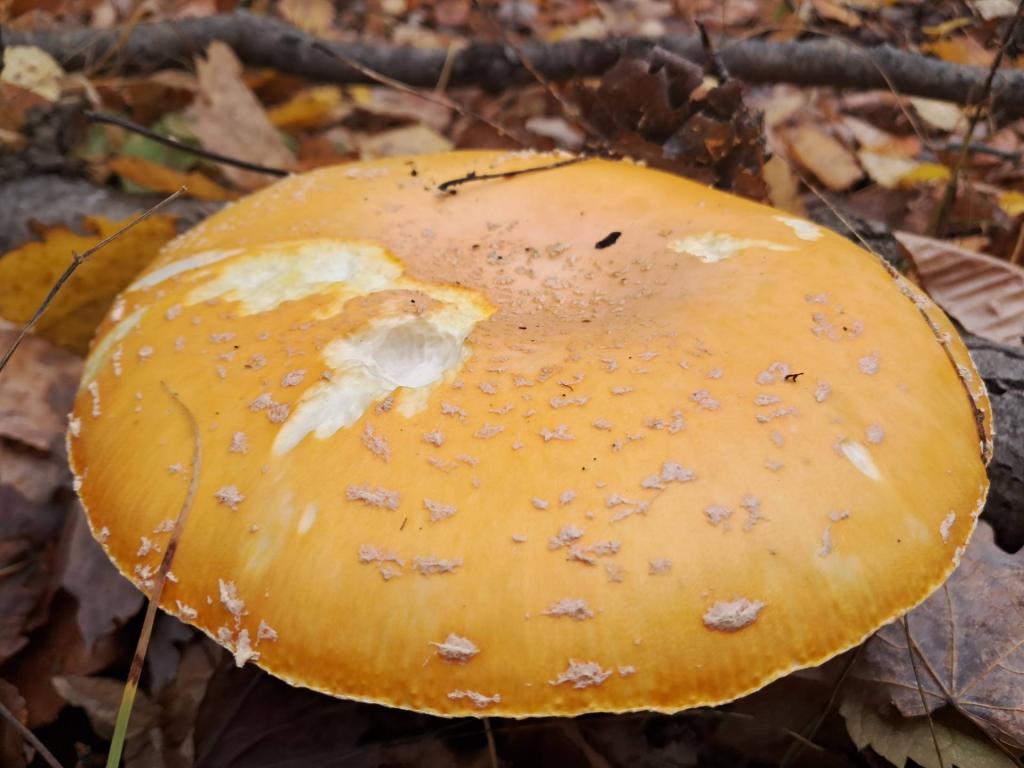 Photo: Deadly Yellow Fly Agaric Photo: Deadly Yellow Fly Agaric