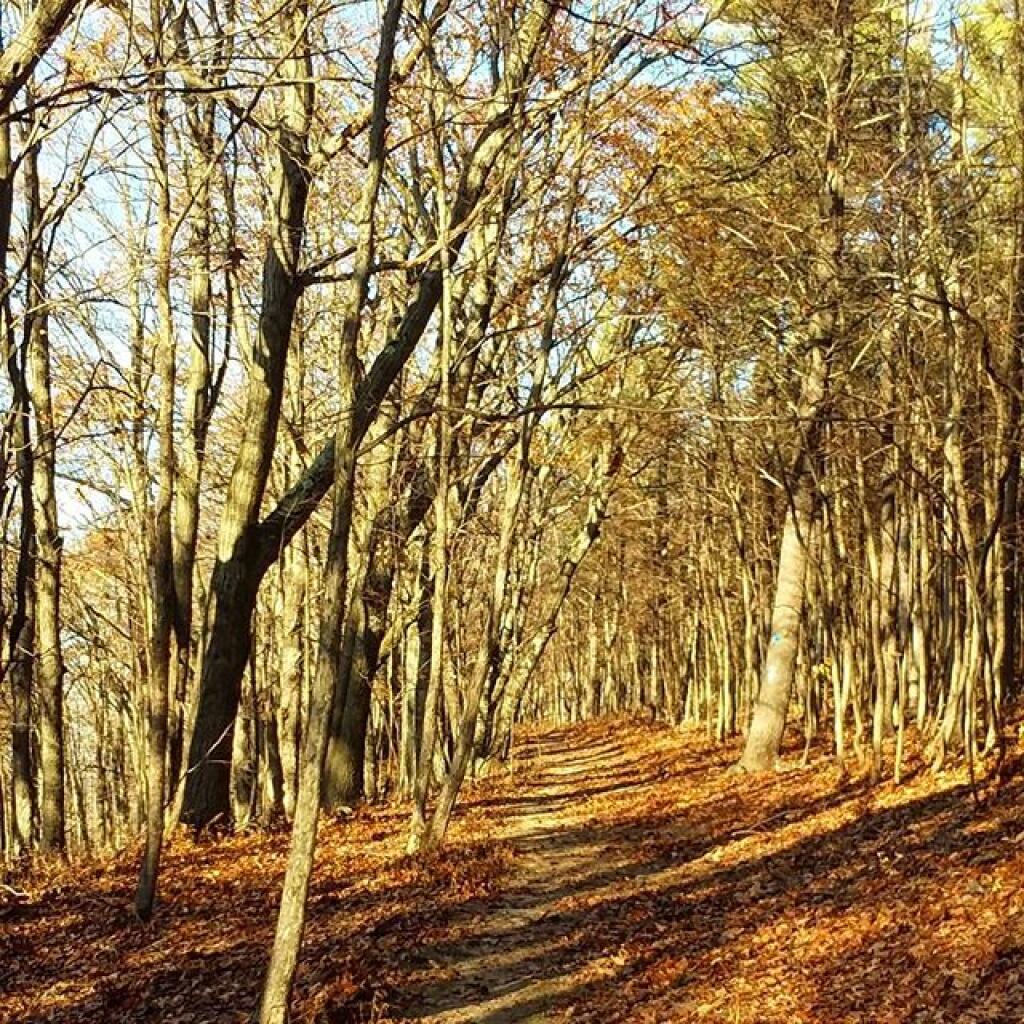 Photo: Trail