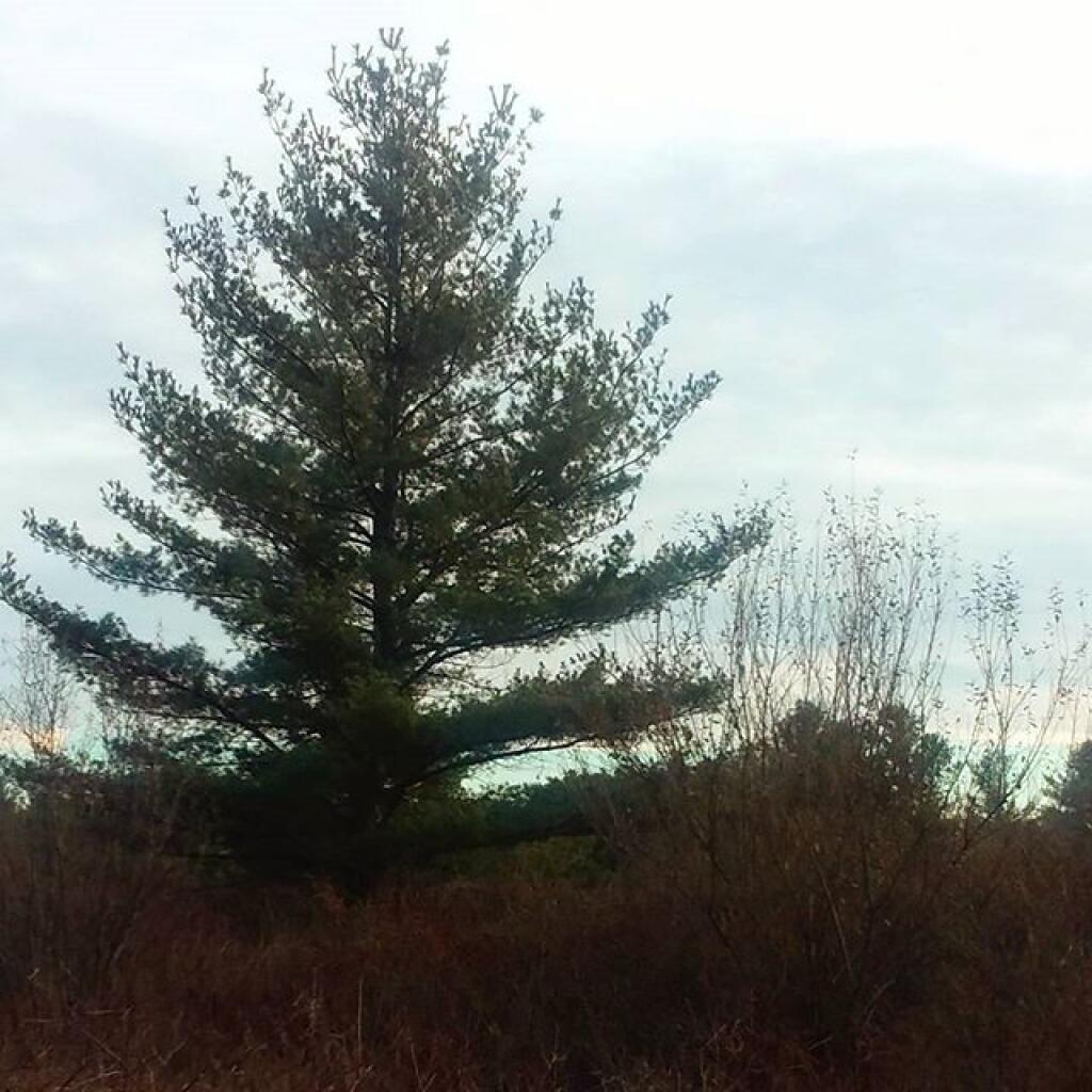 Photo: Tree