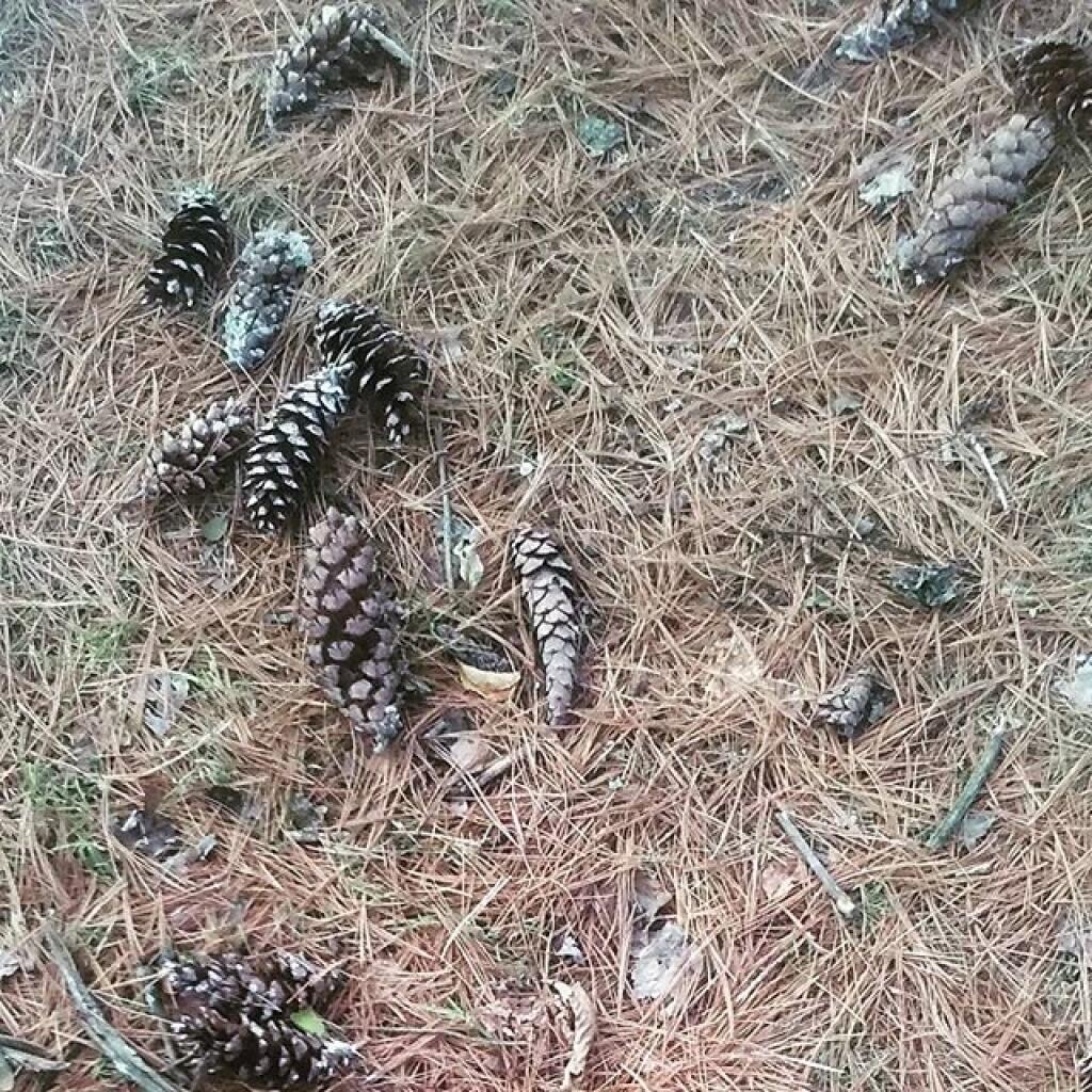 Photo: Pine Cones