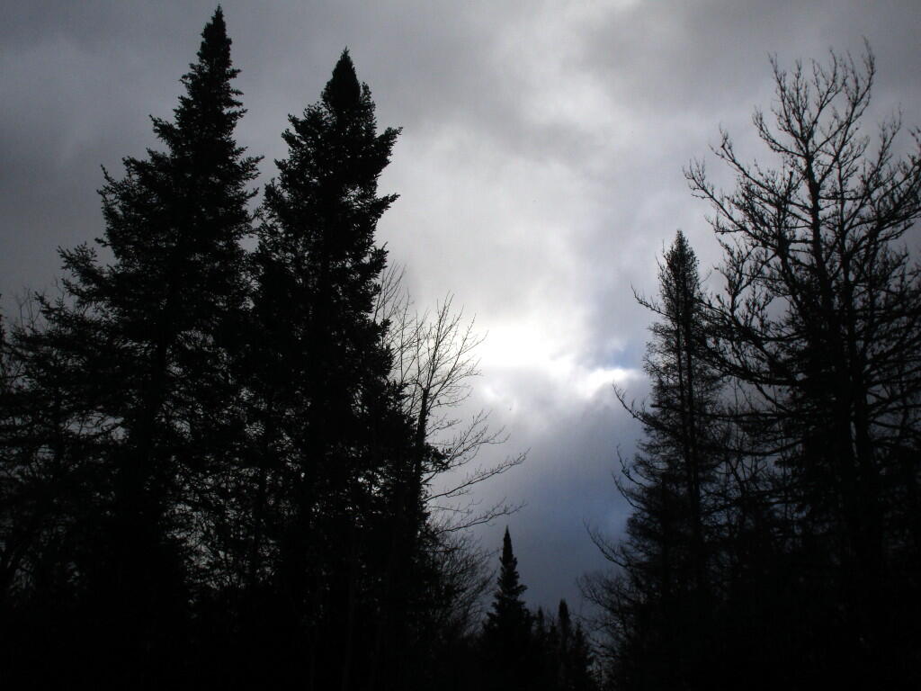 Photo: Spruce Over The Campsite Photo: Spruce Over The Campsite