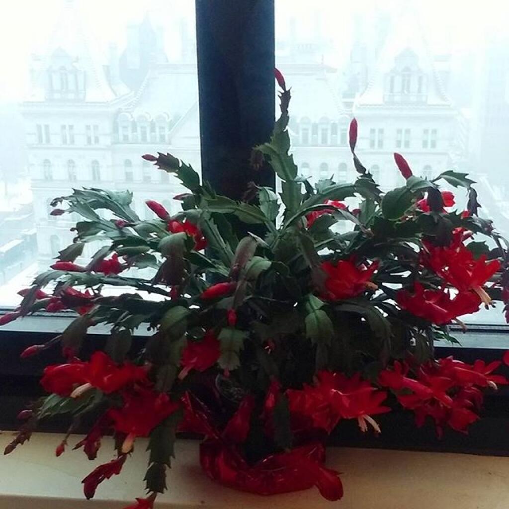 Photo: December 12, 2017 Christmas Cactus Update
