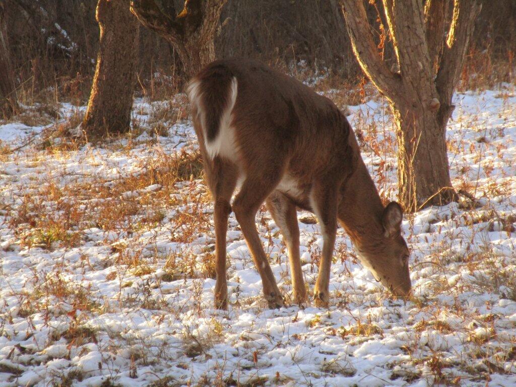 Photo: Grazing