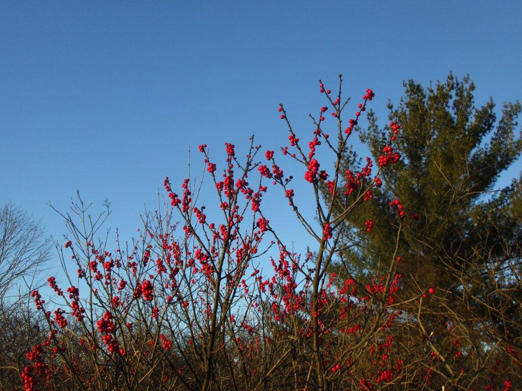Photo: Winters Color