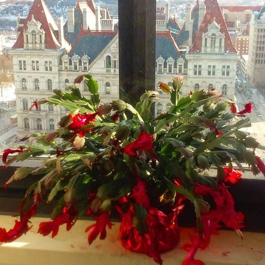 Photo: Christmas Cactus continues to bloom, December 27th