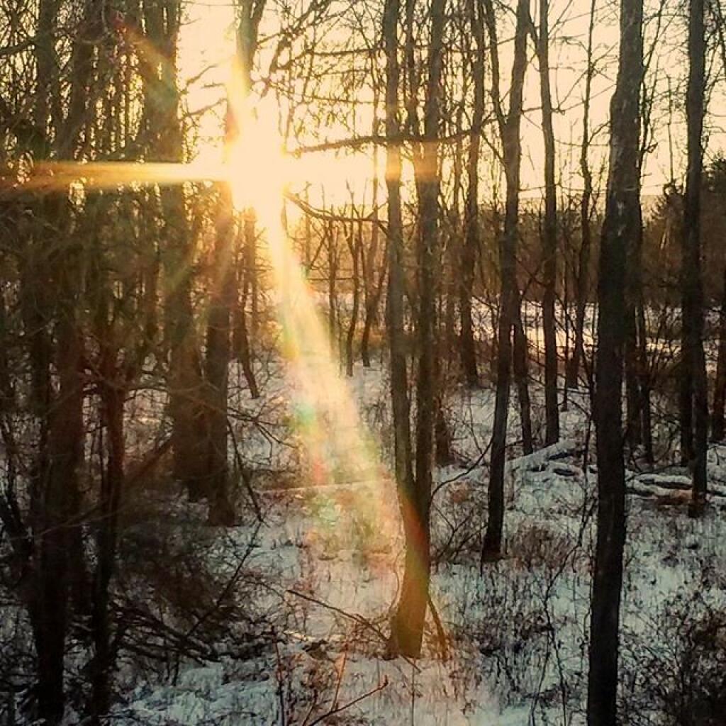 Photo: The Woods