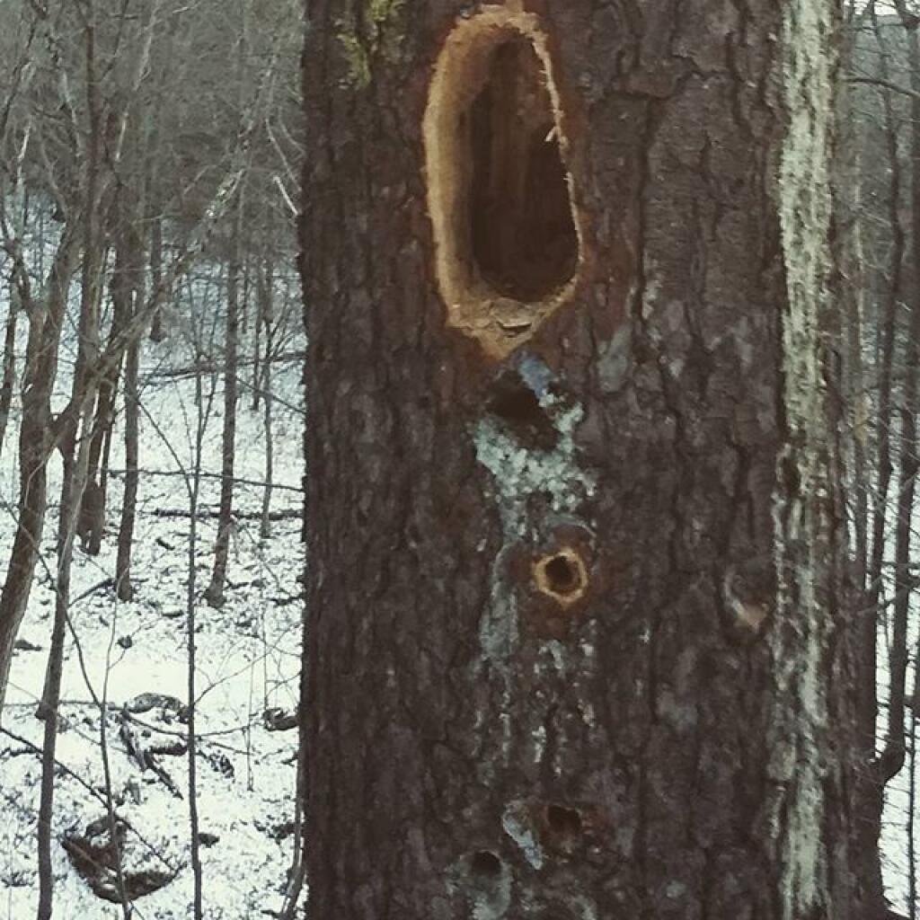 Photo: Woodpecker Vandalism