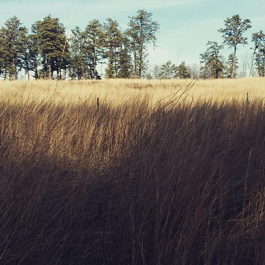 Photo: Grass Savanah