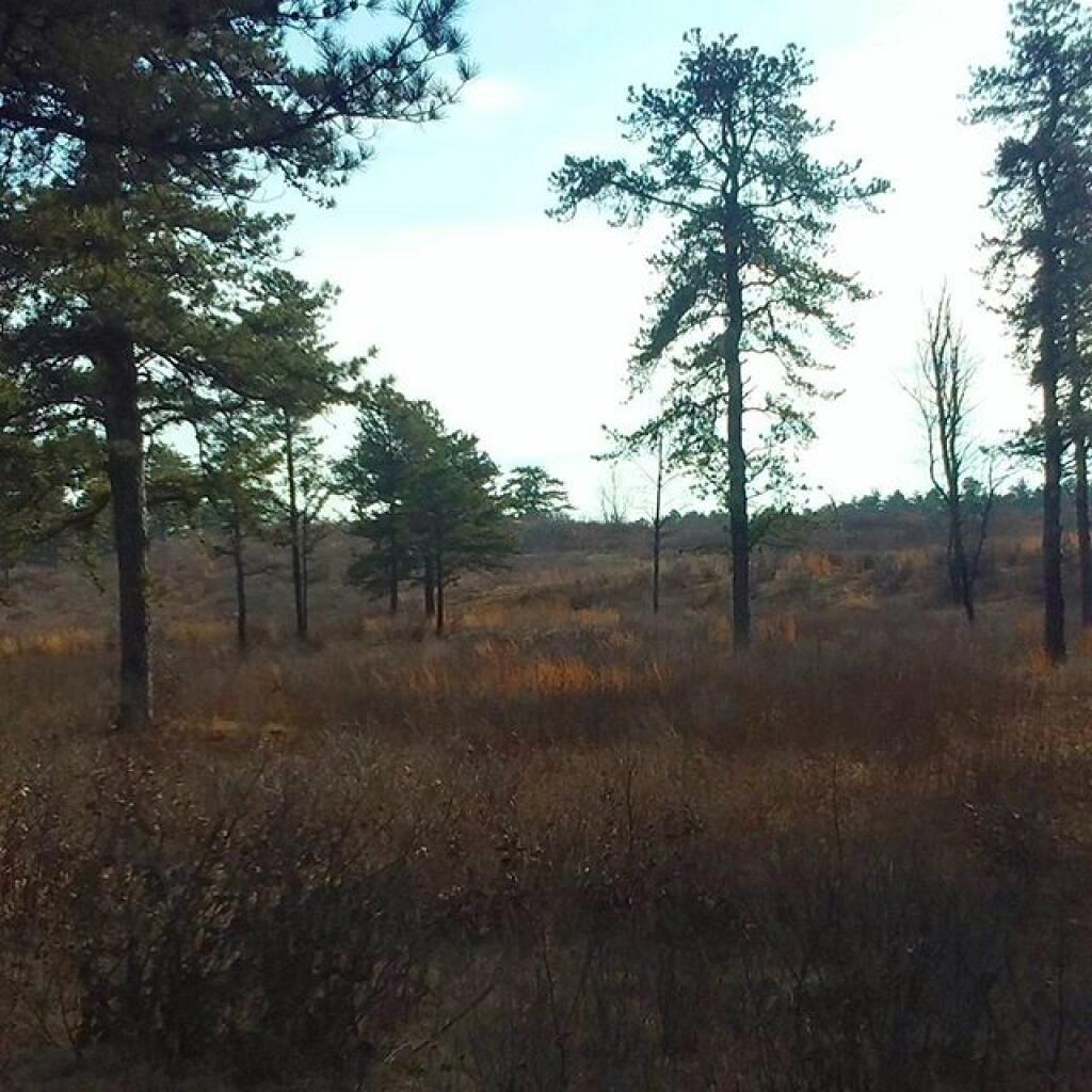 Photo: Between the trees