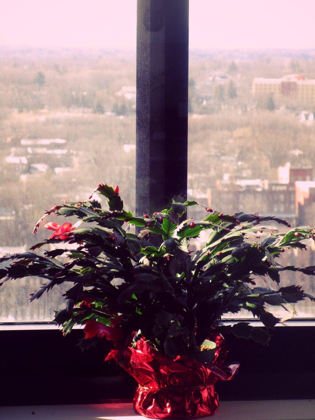 Photo: Just Starting To Bloom Again