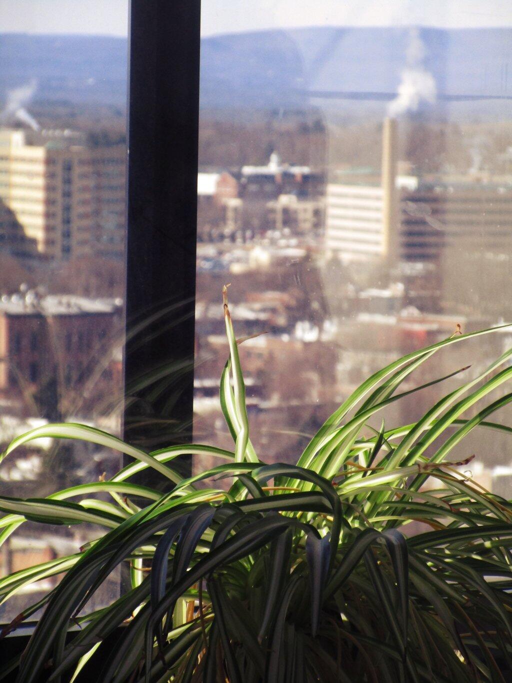 Photo: Spider Plant New View Photo: Spider Plant New View