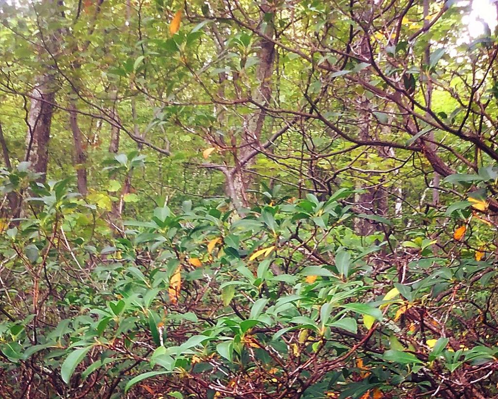Photo: Mountain Laurel are a common sight as you reach the top