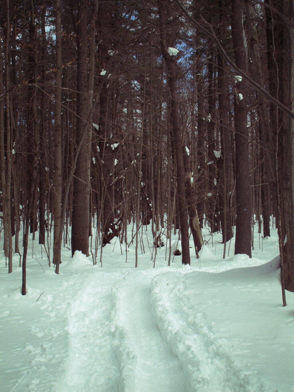 Photo: Ski Trail Photo: Ski Trail