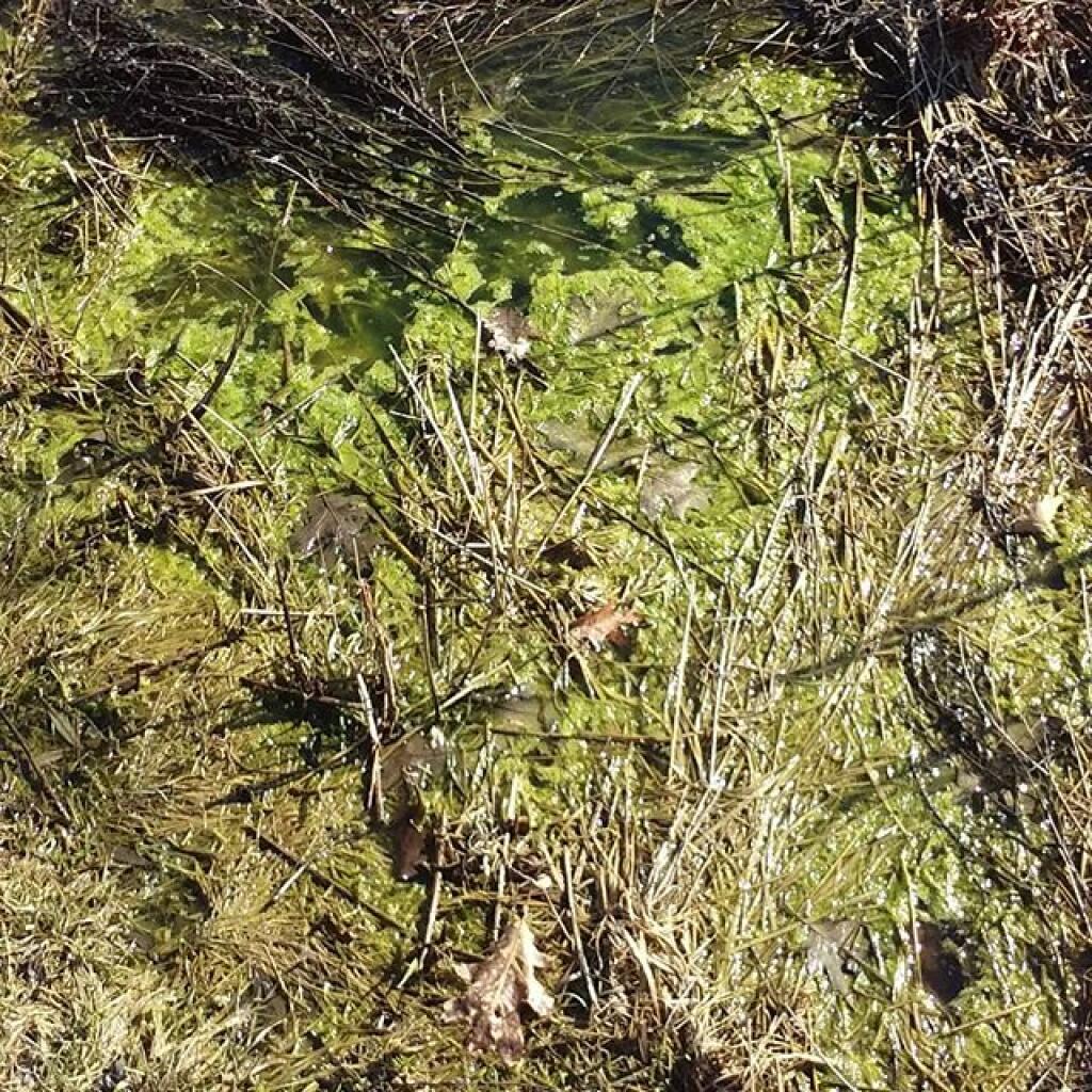 Photo: Algea