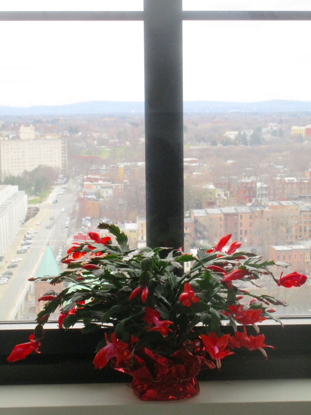 Photo: Christmas Cactus