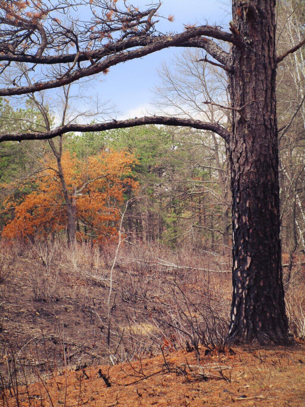 Photo: Burnt