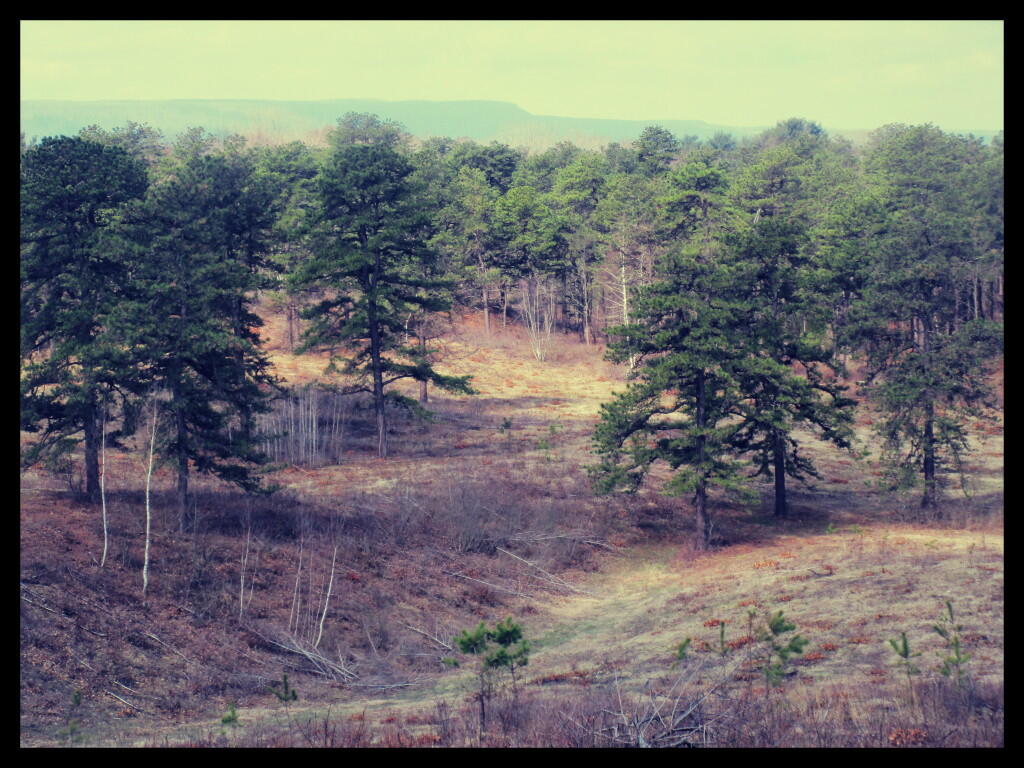 Photo: Off Blueberry Hill Photo: Off Blueberry Hill
