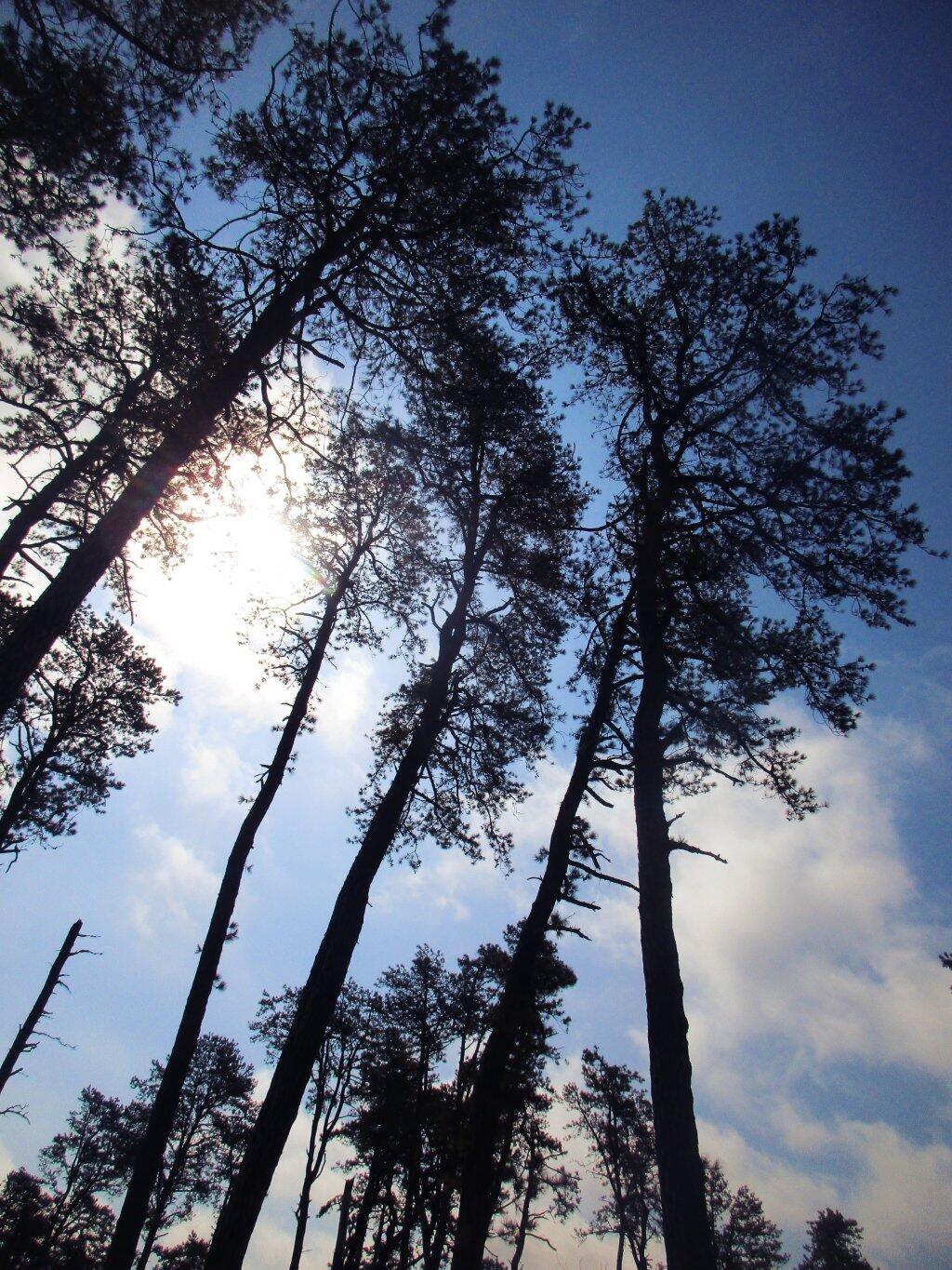 Photo: Pitch Pine