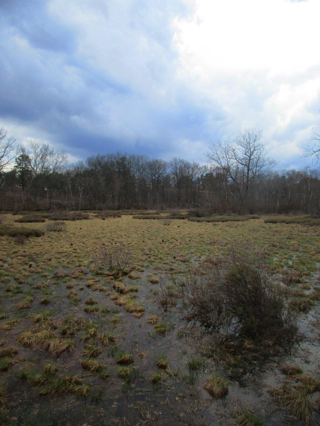 Photo: Wetland