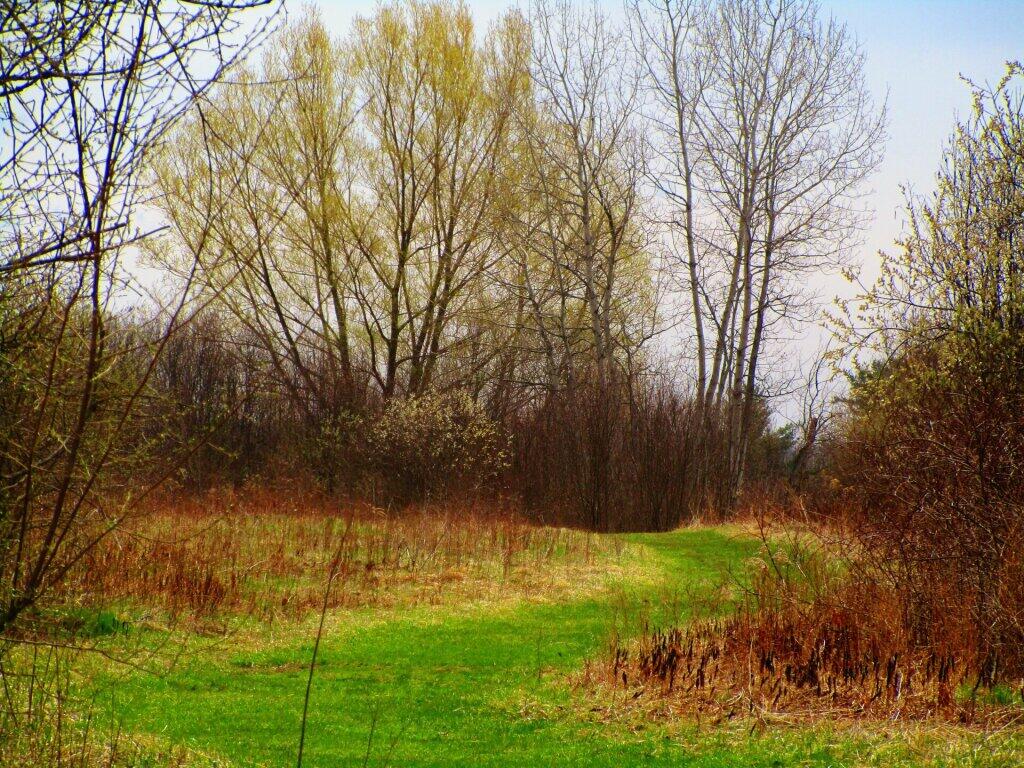 Photo: Greening Up