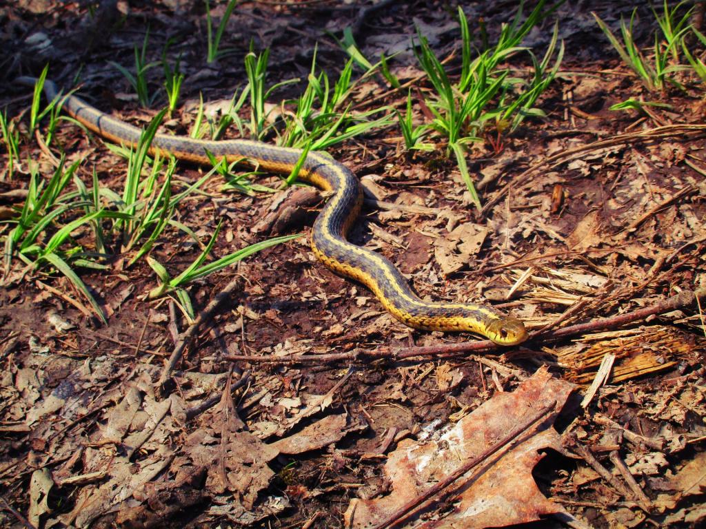 Photo: Garter Snake Photo: Garter Snake