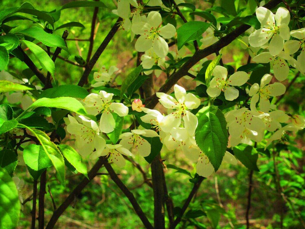 Photo: Apple Blossom Photo: Apple Blossom