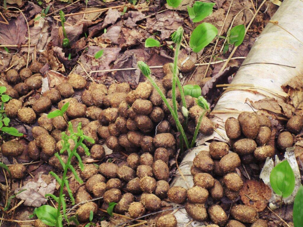 Photo: Shit Ton Of Moose Shit On Lye Brook Trail Photo: Shit Ton Of Moose Shit On Lye Brook Trail