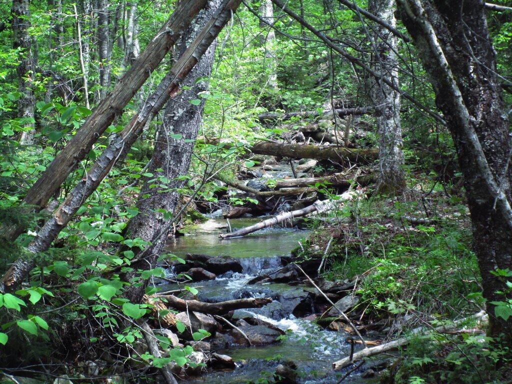 Photo: Stratton Pond Outflow