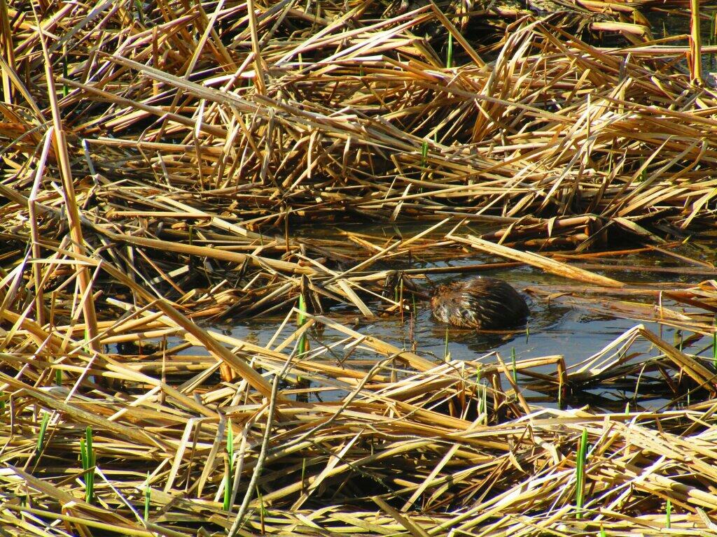 Photo: Muskrat