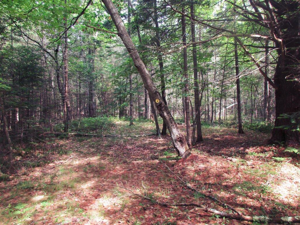 Photo: Little Used Campsite On Pumpkin Hollow Road